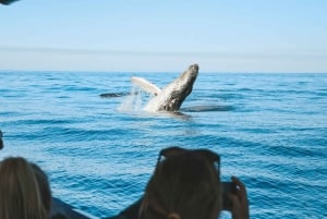 Byron Bay: Premier Whale Watch Cruise met zeebioloog