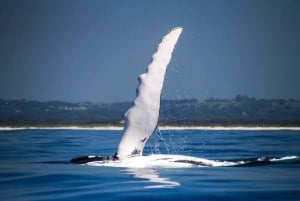 Byron Bay: Byron Byron: Premier Whale Watch Cruise with Marine Biologist -valasristeily meribiologin kanssa