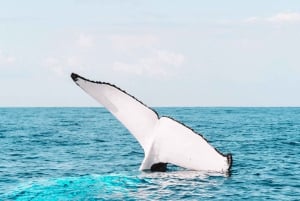 Byron Bay: Premierowy rejs obserwacyjny wielorybów z biologiem morskim