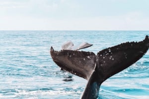 Byron Bay: Byron Byron: Premier Whale Watch Cruise with Marine Biologist -valasristeily meribiologin kanssa