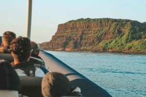 Byron Bay: Premier Whale Watch Cruise con biologo marino