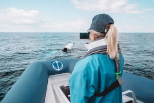 Byron Bay : Croisière d'observation des baleines en première classe avec un biologiste marin