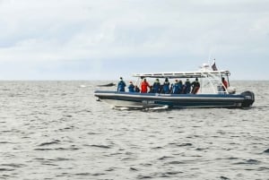 Byron Bay: Crucero de primera para avistar ballenas con un biólogo marino