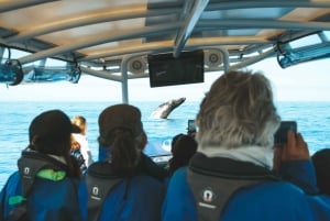 Byron Bay : Croisière d'observation des baleines en première classe avec un biologiste marin