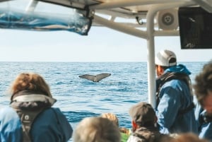Byron Bay: Premierowy rejs obserwacyjny wielorybów z biologiem morskim