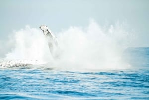 Byron Bay: Premium-Walbeobachtungstour mit Meeresbiologe