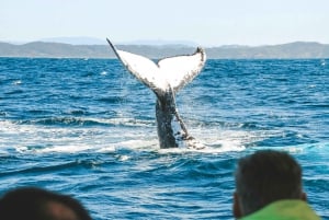 Byron Bay: Premier Whale Watch Cruise with Marine Biologist