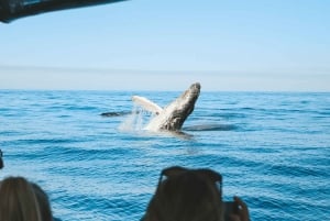 Byron Bay: Premier Whale Watch Cruise with Marine Biologist