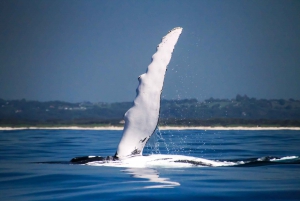 Byron Bay: Premier Whale Watch Cruise with Marine Biologist