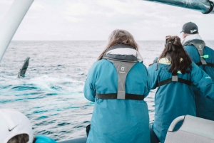 Byron Bay: Premier Whale Watch Cruise with Marine Biologist