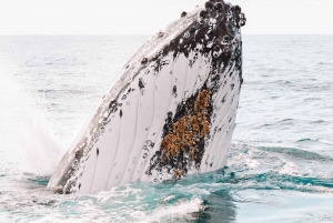 Byron Bay: Premier Whale Watch Cruise with Marine Biologist
