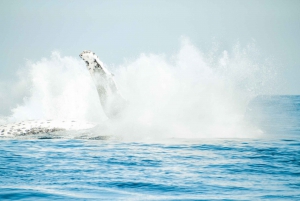 Byron Bay: Premier Whale Watch Cruise with Marine Biologist