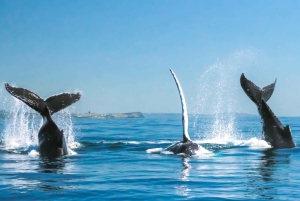 Byron Bay: Premier Whale Watch Cruise with Marine Biologist