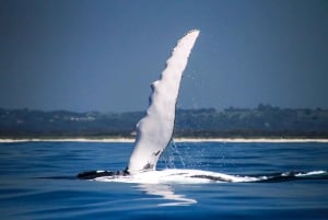Byron Bay: Premier Whale Watch Cruise with Marine Biologist