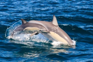 Byron Bay: Premier Whale Watch Cruise with Marine Biologist