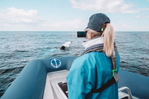 Byron Bay: Premier Whale Watch Cruise with Marine Biologist