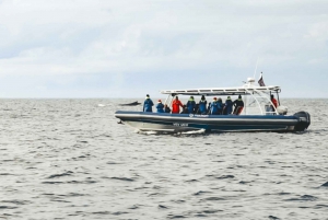 Byron Bay: Premier Whale Watch Cruise with Marine Biologist