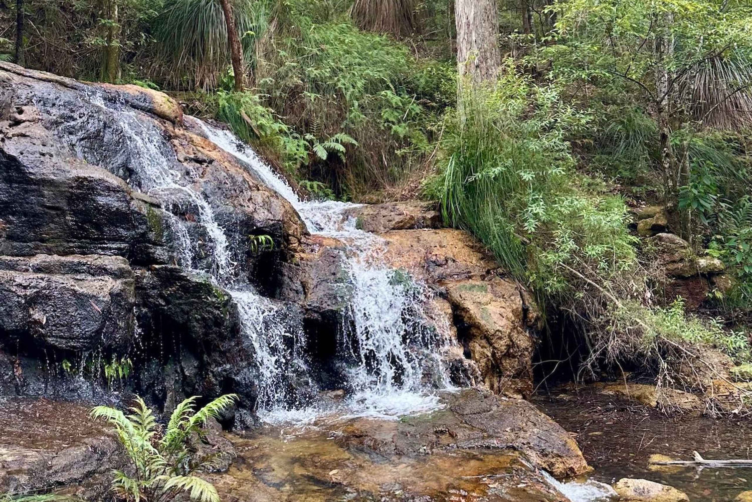 Byron Bay: Rainforest Waterfalls Guided Eco Tour