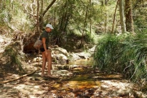 Byron Bay: Rainforest Waterfalls Guided Eco Tour