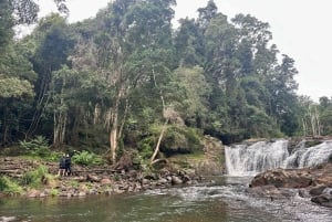 Byron Bay: Rainforest Waterfalls Guided Eco Tour