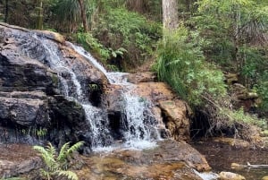 Byron Bay: Rainforest Waterfalls Guided Eco Tour
