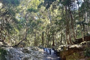Byron Bay: Rainforest Waterfalls Guided Eco Tour