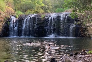 Byron Bay: Rainforest Waterfalls Guided Eco Tour