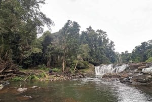 Byron Bay: Rainforest Waterfalls Guided Eco Tour