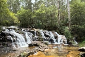 Byron Bay: Rainforest Waterfalls Guided Eco Tour