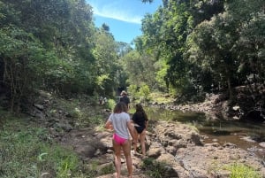 Byron Bay: Rainforest Waterfalls Guided Eco Tour