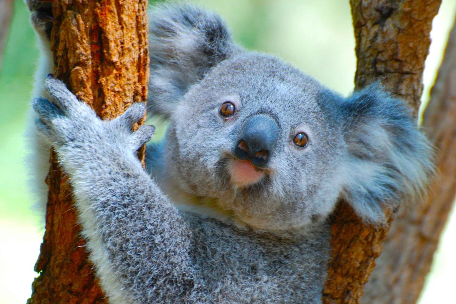 Byron Bay: passeio pelo santuário e cascata com pequeno-almoço