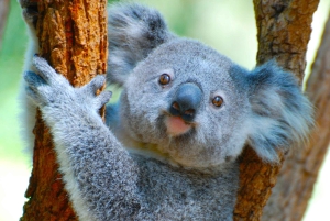 Byron Bay: Sanctuary and Waterfall Tour with Breakfast