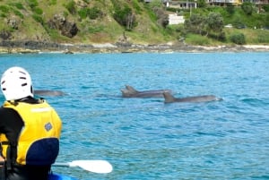 Havkajakktur med delfiner og skilpadder