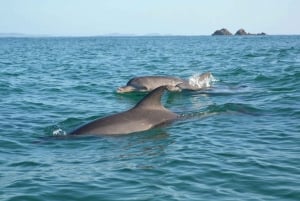Sea Kayak Tour with Dolphins and Turtles