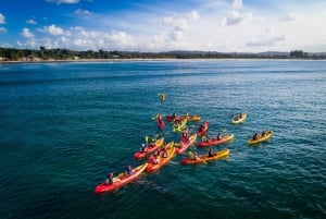 Byron Bayn Bay: Sea Kayak Tour with Dolphins and Turtles (Merikajakki retki delfiinien ja kilpikonnien kanssa)