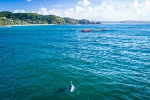 Havkajaktur med delfiner og skildpadder