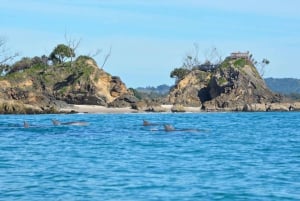 Havkajakktur med delfiner og skilpadder