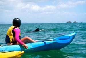 tour en kayak con delfines y tortugas