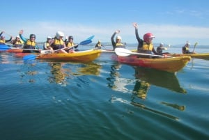 Sea Kayak Tour con delfini e tartarughe