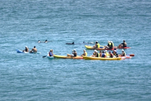Byron Bay: Sea Kayak Tour