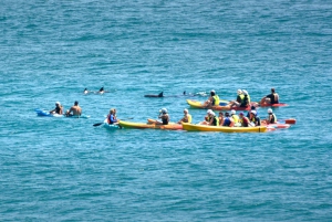 Byron Bay: Sea Kayak Tour with Dolphins and Turtles
