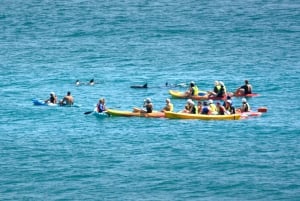 Byron Bay: Sea Kayak Tour with Dolphins and Turtles