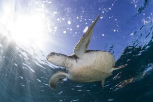 Byron Bay: Sea Turtle Snorkel Tour in Julian Rocks Reserve