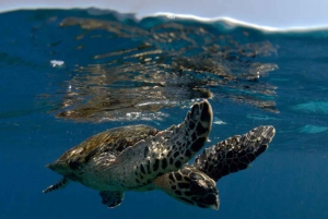 Byron Bay: Sea Turtle Snorkel Tour in Julian Rocks Reserve