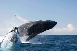 Byron Bay: Bådtur med hvalsafari