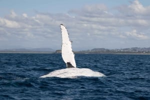 Byron Bay: Passeio de barco para observação de baleias