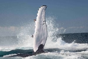Byron Bay: Tour en barco para avistar ballenas