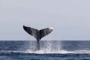 Byron Bay : Tour en bateau pour l'observation des baleines