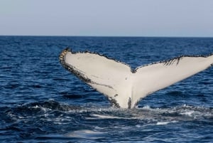 Byron Bay : Tour en bateau pour l'observation des baleines