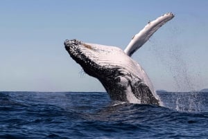 Byron Bay: Tour in barca per l'osservazione delle balene